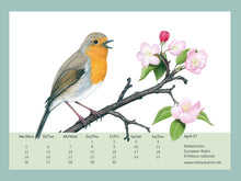 Lade das Bild in den Galerie-Viewer, Ein singendes Rotkehlchen auf Ast mit Apfelblüten