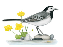 Load image into Gallery viewer, Der Vogel ist schwarz weiß und hat einen langen Schwanz