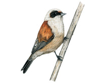 Load image into Gallery viewer, Der Vogel hat eine auffällige schwarze Maske und sonst ein grau braunes Gefieder