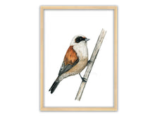 Load image into Gallery viewer, Beutelmeise sitzt an einem nach oben stehenden Schilfrohr