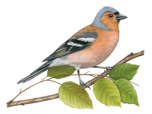 Load image into Gallery viewer, Das Gefieder ist rötlich braun mit einem grauen Kopf und schwarz weißen Flügeln