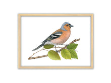 Load image into Gallery viewer, ein Buchfink auf einem Ast mit grünen Blättern