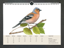Lade das Bild in den Galerie-Viewer, ein männlicher Buchfink mit prächtig rötlichen Gefieder, schwarz-weißen Flügeln und einer grauen Kappe