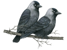 Load image into Gallery viewer, Man sieht das hellgraue Gefieder im hinteren Kopfbereich sowie die weißlichen Augen