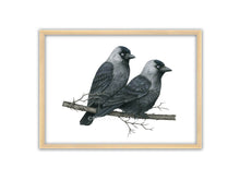 Load image into Gallery viewer, Zwei Dohlen, grau schwarze Vögel, sitzen auf einem kahlen Ast