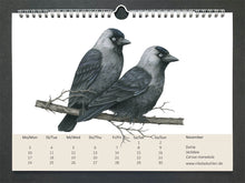 Lade das Bild in den Galerie-Viewer, Zwei Dohlen, schwarz-graue Rabenvögel mit weißlich-blauen Augen auf kahlen Ästen