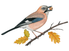 Load image into Gallery viewer, Das Gefieder ist überwiegend rötlich-braun, der Flügel schwarz weiß mit markanten blauen Federn