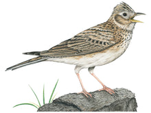 Load image into Gallery viewer, Das Gefieder ist unterseits hell, sonst bräunlich und schwarz gemustert. Die Beine sind rosa und der Schnabel gelblich