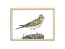 Load image into Gallery viewer, Feldlerche sitzt auf einem Stein und singt