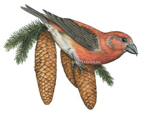 Load image into Gallery viewer, Der rote Vogel hat braune Flügel und einen auffällig gekreuzten Schnabel