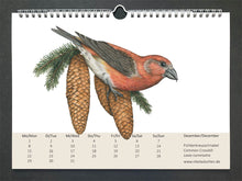 Lade das Bild in den Galerie-Viewer, Ein Fichtenkreuzschnabel, ein rotes Männchen mit überkreuztem Schnabel, sitzt auf Fichtenzapfen