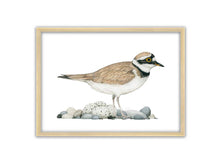 Load image into Gallery viewer, Zeichnung eines Flussregenpfeifers mit gut zwischen Steinen versteckten Eiern