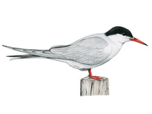Load image into Gallery viewer, Das Gefieder ist weiß-grau mit einer schwarzen Kopfplatte. Schnabel und Beine sind knallrot