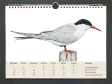 Lade das Bild in den Galerie-Viewer, Die Flussseeschwalbe hat rote eine und einen langen roten Schnabel, auf dem Kopf eine schwarze Kappe