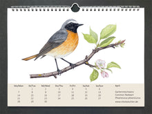 Lade das Bild in den Galerie-Viewer, Der Gartenrotschwanz ist unten orange und oben grau, das Gesicht ist schwarz. Er sitzt auf einem blühenden Apfelast