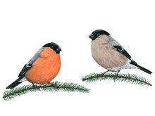 Load image into Gallery viewer, Das Männchen links ist strahlend rot-orange, das Weibchen braun-grau. Beide haben einen auffälligen schwarzen Kopf