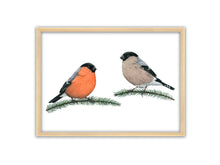 Load image into Gallery viewer, 2 Gimpel, links das Männchen rechts das Weibchen, auf Tannenzweigen