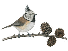 Load image into Gallery viewer, Neben der schwarz-weißen Haube ist das rote Auge besonders auffällig