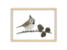 Load image into Gallery viewer, kleiner Vogel mit Federhaube sitzt auf Ast mit Erlenzapfen