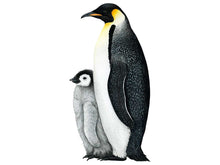 Load image into Gallery viewer, Zeichnung von einem Kaiserpinguin mit einem Jungen