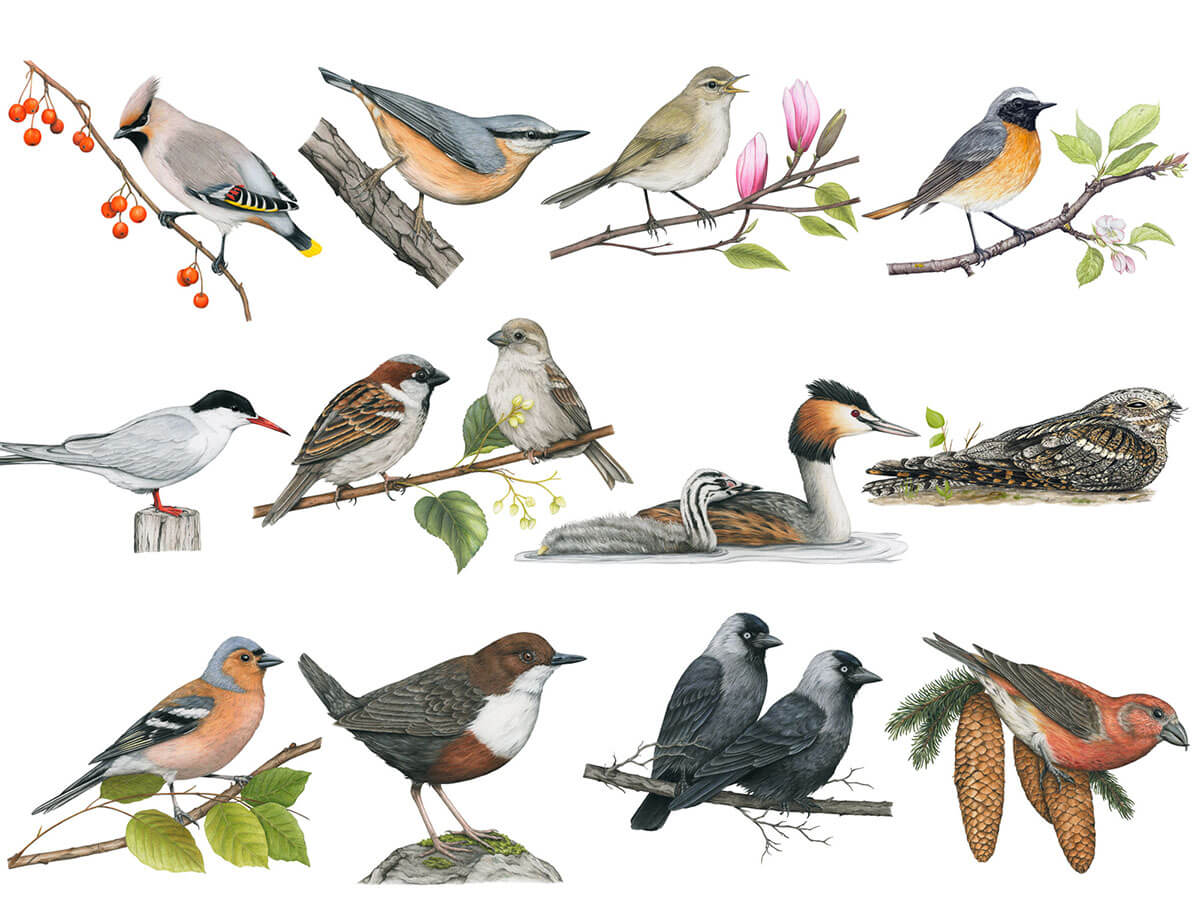 Vogelkalender 2025 Wandkalender Vögel – Nikolas Kuhlen