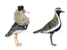 Load image into Gallery viewer, Links ein Kampfläufer im Prachtkleid mit auffälliger Halskrause und orangenen Beinen, rechts ein Goldregenpfeifer mit schwarz-weiß-goldenem Gefieder
