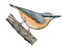 Load image into Gallery viewer, Der Kleiber ist oben grau und unten orange. Im Gesicht hat er einen markanten schwarzen Augenstreif