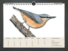 Lade das Bild in den Galerie-Viewer, Der Kleiber ist oben grau und unten orange, hier ist er auf einem dicken Ast sitzend gezeichnet