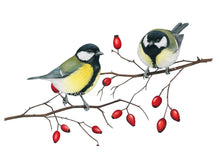 Load image into Gallery viewer, Die Meisten sind gelb grünlich mit weiß schwarzem Kopf und schwarzem Brustband