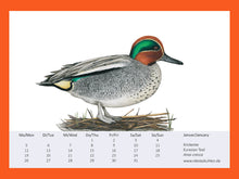 Lade das Bild in den Galerie-Viewer, Zeichnung einer Krickente, gräulicher Körper mit rot grünem Kopf