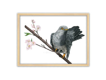 Lade das Bild in den Galerie-Viewer, ein Kuckuck mit aufgestelltem Gefieder sitzt auf einem blühenden Ast