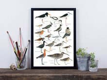 Load image into Gallery viewer, Poster mit handgezeichneten Limikolen in einem schwarzen Rahmen auf altem Holzboard