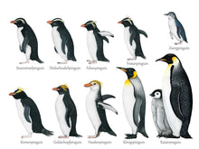 Load image into Gallery viewer, unterer Teil des Posters mit 10 weiteren Pinguinarten