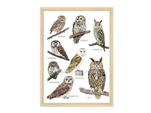 Load image into Gallery viewer, Poster mit 8 verschiedenen gezeichneten Eulen. Hier in einem hellen Holzrahmen dargestellt