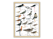 Load image into Gallery viewer, Das Poster mit den Limikolen in einem hellen Holzrahmen vor weißem Hintergrund