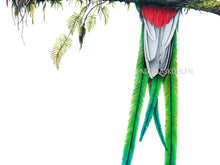 Load image into Gallery viewer, Detailansicht von den langen, grün-blauen Schwanzfedern