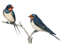 Load image into Gallery viewer, Das Gefieder ist glänzend und der Schwanz lang gegabelt