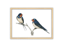 Load image into Gallery viewer, Zwei Schwalben mit weißer Brust und sonst blau-schwarzem Gefieder sowie rötlicher Stirn und Kehle sitzen auf einem toten Ast