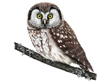 Load image into Gallery viewer, Der Kauz hat ein helles Gesicht und weiße Flecken auf den braunen Flügeln