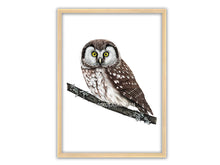 Load image into Gallery viewer, Zeichnung einer kleinen braun-weißen Eule mit gelben Augen