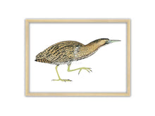 Load image into Gallery viewer, Rohrdommel Zeichnung auf weißem Hintergrund mit Holzrahmen