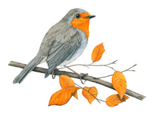 Load image into Gallery viewer, Das Gefieder ist grau-braun mit einer auffälligen orange roten Brust- und Gesichtszeichnung