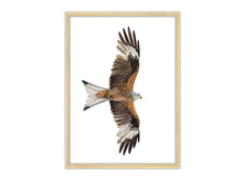 Load image into Gallery viewer, Rotmilan im Flug auf weißem Hintergrund, abgebildet in Holzrahmen