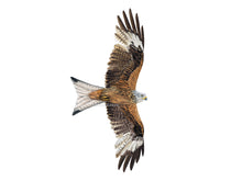 Load image into Gallery viewer, Der Milan hat einen hellen Schwanz und helle Flügelfelder, sonst ist er rotbraun bis dunkel