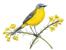 Load image into Gallery viewer, Bauch und Brust sind leuchtend gelb, der Kopf ist grau mit weißem Augen- und Bartstreif