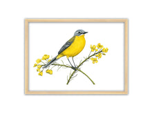 Load image into Gallery viewer, gelber Vogel sitzt auf Rapsstängeln mit gelben Blüten