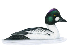 Load image into Gallery viewer, Die Ente ist schwarz weiß und hat einen Violett-grün schimmernden Kopf mit weißer Wange und gelbem Auge