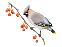 Load image into Gallery viewer, Der Seidenschwanz hat eine auffällige Federhaube sowie gelbe und rote Elemente an Schwanz und Flügeln