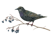 Load image into Gallery viewer, Das Gefieder variiert von schwarz über lila und grün bis gold mit zahlreichen weißen Flecken