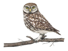 Load image into Gallery viewer, Der Steinkauz ist grau braun mit großen gelben Augen